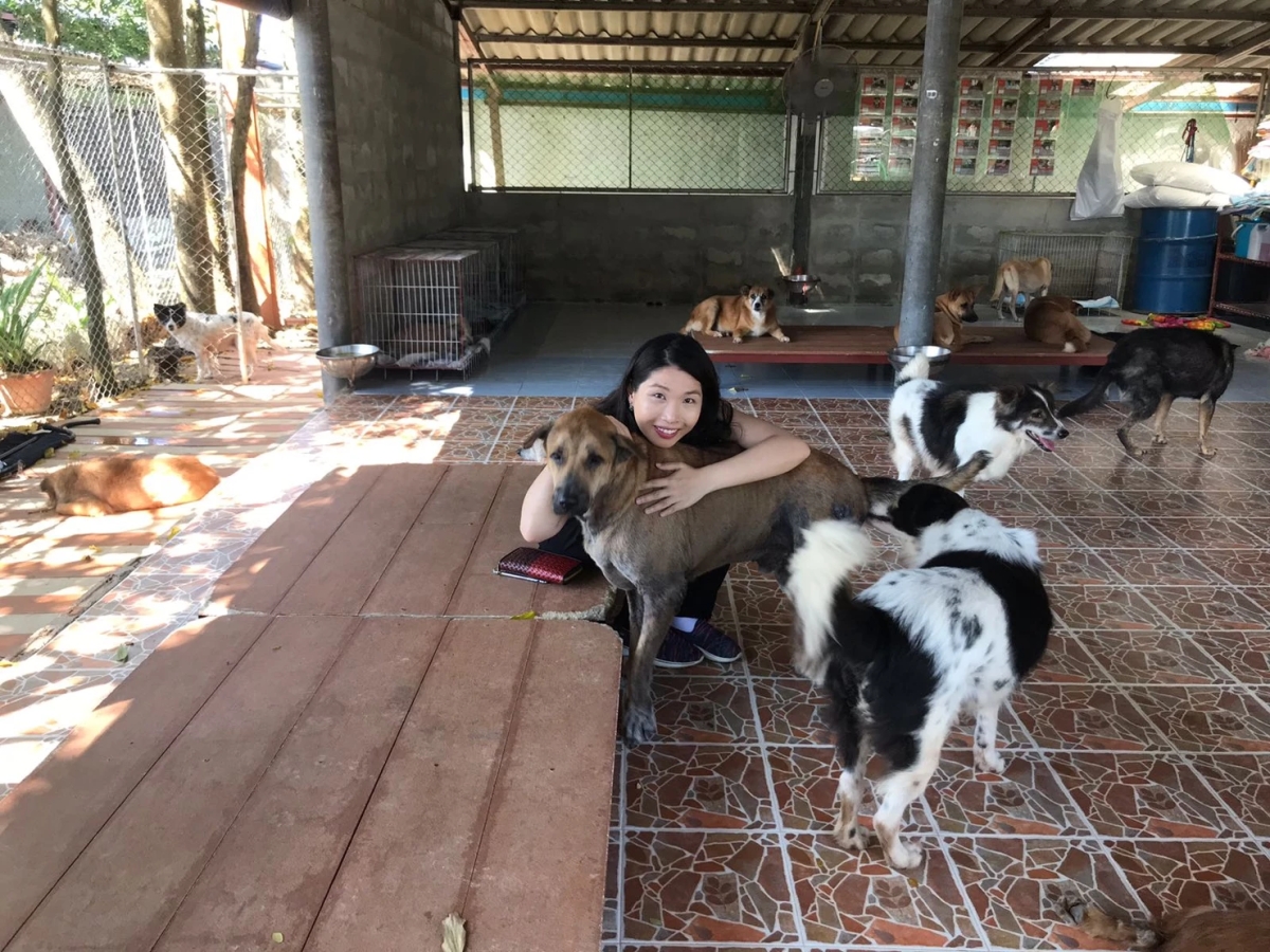 Soi Dog Foundation in Phuket